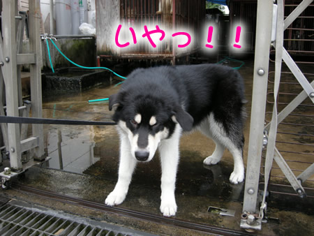 見に行く05.jpg