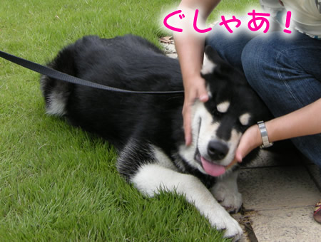見に行く06.jpg