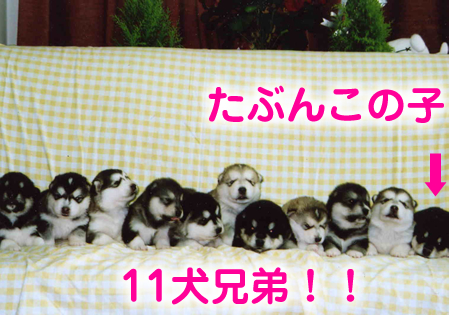 見に行く12.jpg
