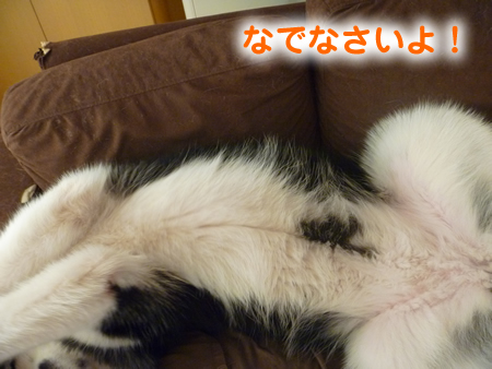 誕生日トリミング5.jpg
