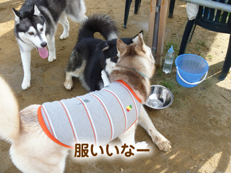 長岡6.jpg