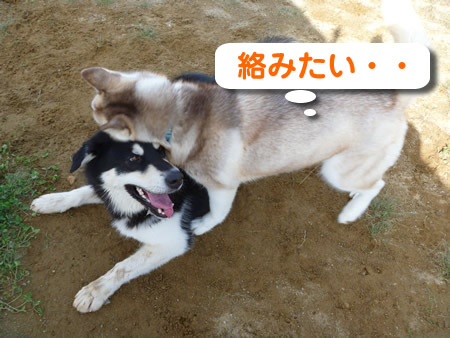 長岡9.jpg