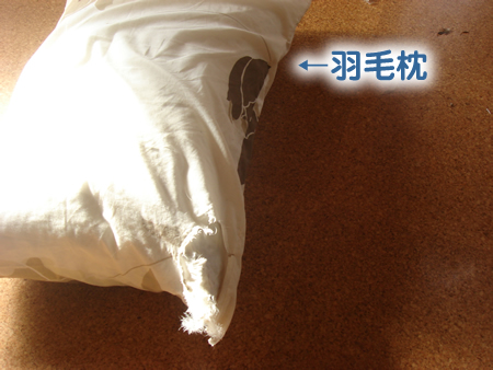 鳥4.jpg
