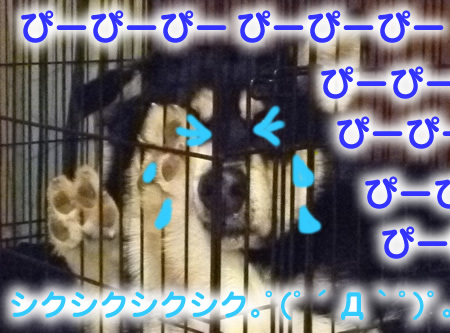 シクシク05.jpg