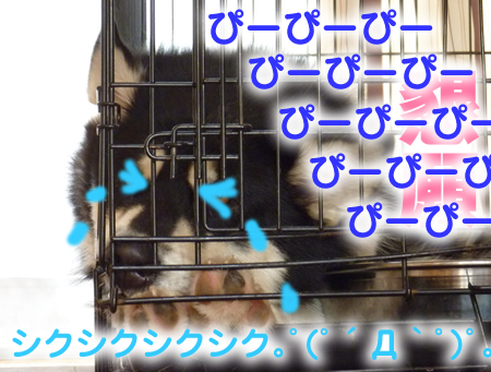 シクシク06.jpg