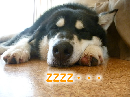 ZZZ2.jpg