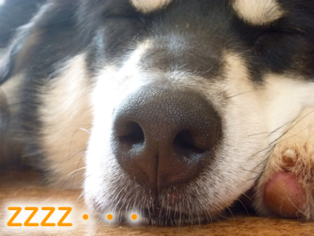 ZZZ3.jpg