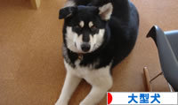 にほんブログ村 犬ブログ 大型犬へ