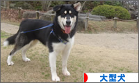 にほんブログ村 犬ブログ 大型犬へ