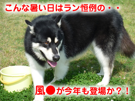 暑いドックラン08.jpg