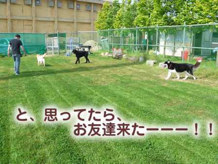 暑いドックラン09.jpg